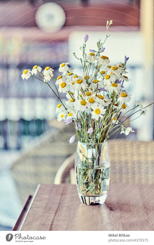 Blumenstrauß aus wilden Gänseblümchen (Bellis perennis) in einem Glas in einem Haus. im Innenbereich Ornament Lebensstile elegant bunt Hintergründe