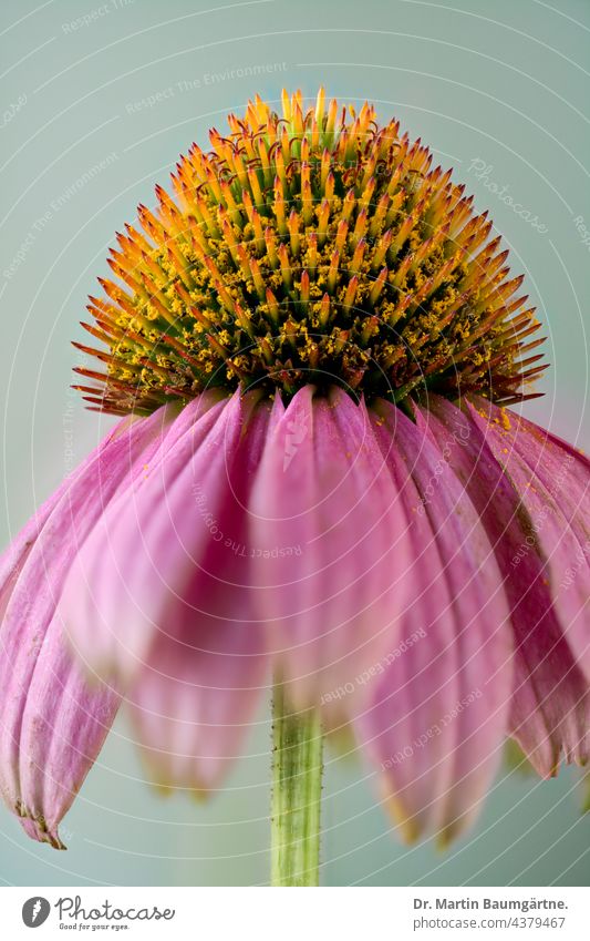 Echinacea purpurea aus Nordamerika, purpurner Blütenstand Blume blühen Pflanze Zungenblüten Röhrenblüten violett Korbblütler Compositae Asteraceae Igelkopf