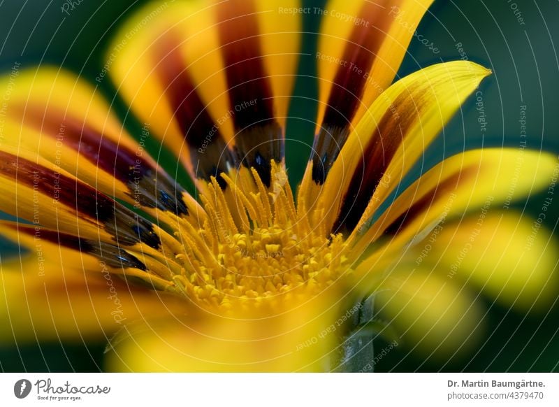 Gazania, Blütenstand einer Hybride Draufsicht blühen Pflanze Blume Zungenblüten Röhrenblüten aus Südafrika Asteraceae Compositae Korbblütler Sommerblüher