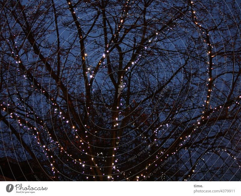 Lichter der Stadt (V) lichterkette baum nacht nachts lampen nachthimmel verschwommen diffus farbig inspiration äste übereinander verschwimmen träumen phantasie