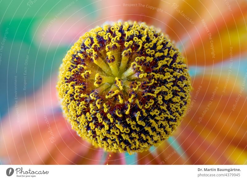 Blütenstand einer Heleniumhybride, Closeup Sonnenbraut Hybride Blume Nahaufnahme Staude Gartenblume Zierpflanze mehrjährig winterhart dekorativ Korbblütler