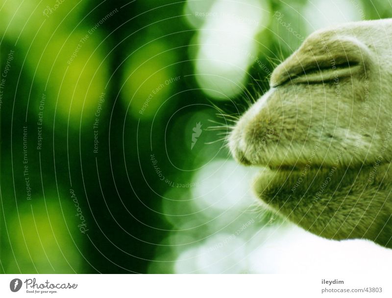 camel Kamel Schnauze Zoo grün Verkehr Mund