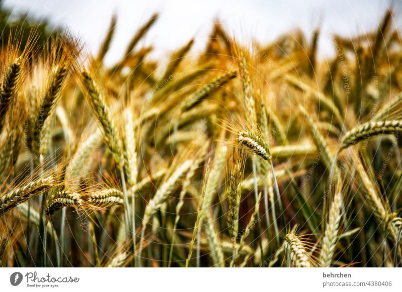 korn an korn Ähre Feld Getreide Sommer Getreidefeld Gerste Roggen Weizen Hafer Landwirtschaft Natur Ähren Kornfeld Lebensmittel Pflanze Idylle idyllisch