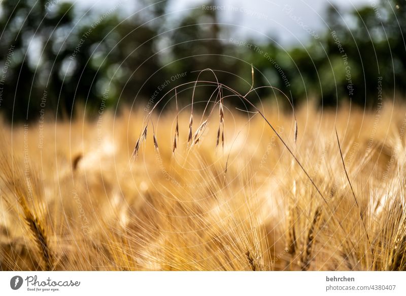 herausragend golden wertvoll wichtig Gesundheit Granne natürlich Farbfoto ökologisch Ernährung Ernte Landschaft Außenaufnahme Umwelt Ackerbau Nutzpflanze