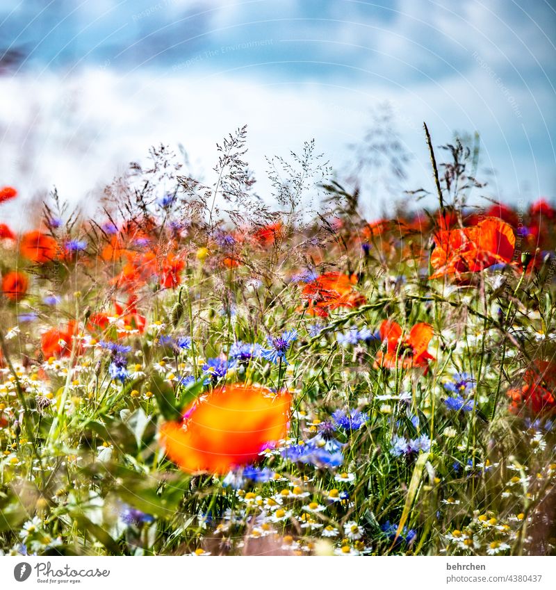 optimismus Schönes Wetter Blühend prächtig Mohnblüte Sommer Außenaufnahme Menschenleer Blume Sonnenlicht leuchtend Blatt Mohnfeld sommerlich Pflanze Gräser