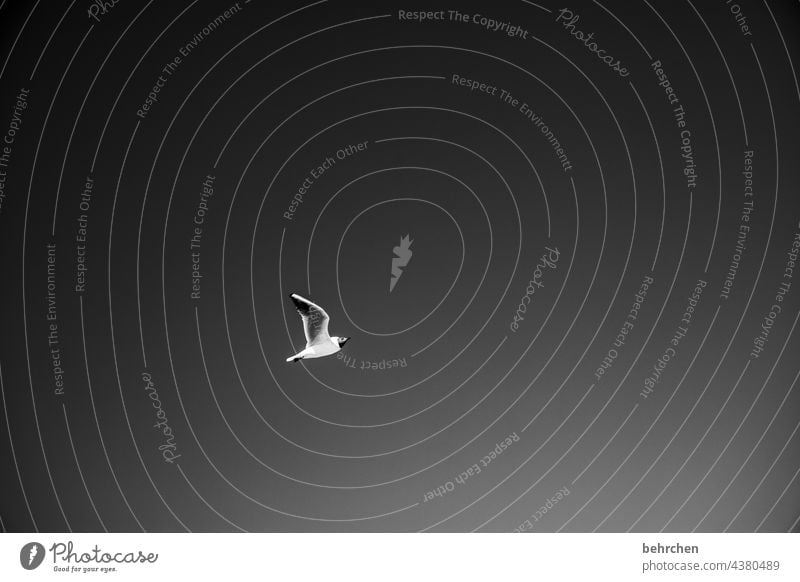 friedenstaube fliegen Flügel Küste träumen Sehnsucht Fernweh weite Ostsee Himmel Natur Meer Außenaufnahme Ostseeküste Freiheit frei möwen Vögel Schwarzweißfoto