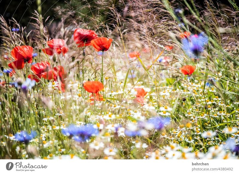 ohne mo(h)ntag kein lohntag Gräser Licht Pollen Pflanze duftend Feld Natur mohnblumen Blüte Duft Mohnfeld kornblumen Umwelt Kontrast Blütenstaub Sonnenlicht