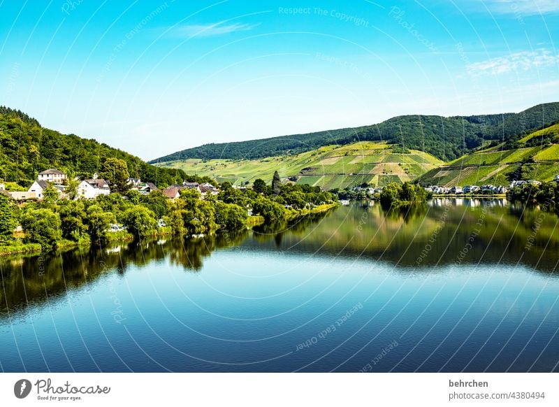 spiegelglatt Weinbau Weinberg Farbfoto Fluss Stadt Wald Natur Außenaufnahme Ferien & Urlaub & Reisen Umwelt Himmel Freiheit Ferne Ausflug Tourismus Moseltal