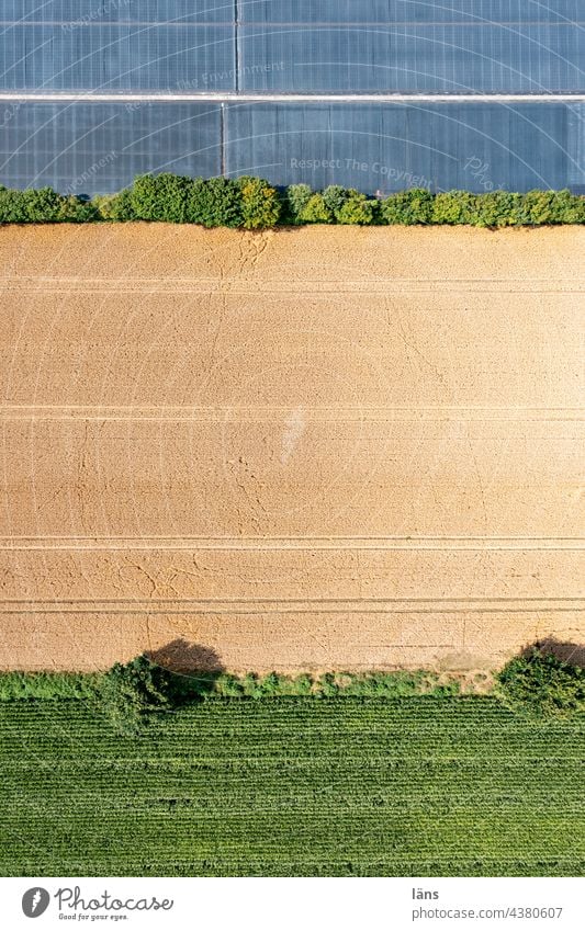 Landwirtschaft Feld Getreide Sommer Getreidefeld Vogelperspektive Drohnenansicht Folien Knicklandschaft gesteift Nutzpflanze Kornfeld Farbfoto Landschaft