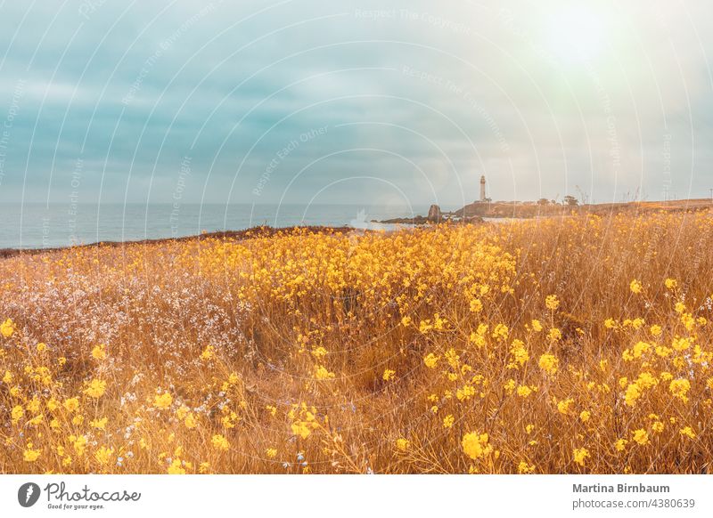 Blühende Wiese mit Wildblumen vor dem Leuchtturm von Pigeon Point, Kalifornien pazifik Taube Punkt Architektur Strand Frühling Überstrahlung Leuchtfeuer Strahl