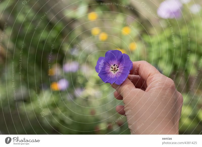 Eine Hand hält violetten Storchschnabel vor grünem Hintergrund mit gelben und violetten Tupfen Blume Blüte festhalten zeigen hinsehen Storchenschnabel Garten