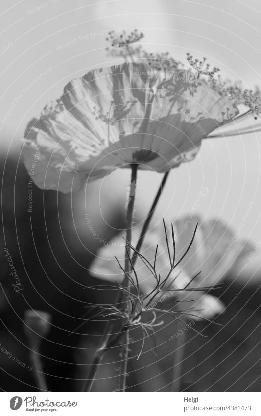 Mo(h)ntag heute mal mo(h)nochrom - Mohn- und Dillblüten mit Licht und Schatten in schwarzweiß Mohnblüte Mohnblume Nahaufnahme monochrom blühen wachsen Blühwiese