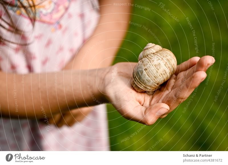 Weinbergschnecke auf Kinderhand Schnecke Schneckenhaus entdecken spielen erforschen Kindheit Familienleben beschützen zeigen Hand festhalten Hände