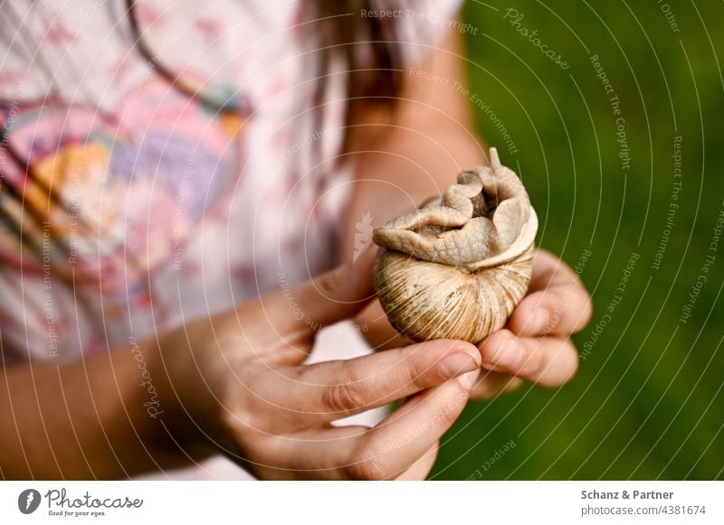 Kind hält Weinbergschnecke in den Händen Schnecke Schneckenhaus entdecken Kinderhand spielen erforschen Kindheit Familienleben beschützen zeigen Hand festhalten