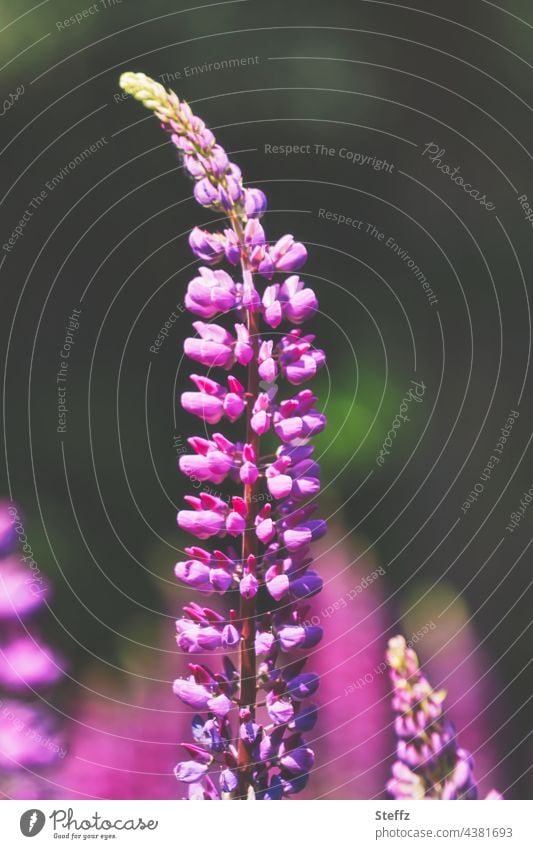 Lupinen blühen Lupinenblüte Lupinus Wolfsbohne luvina lupus Gartenlupinen violette Blumen violette Blüten blühende Lupinen Bauerngartenpflanze leuchtende Farben