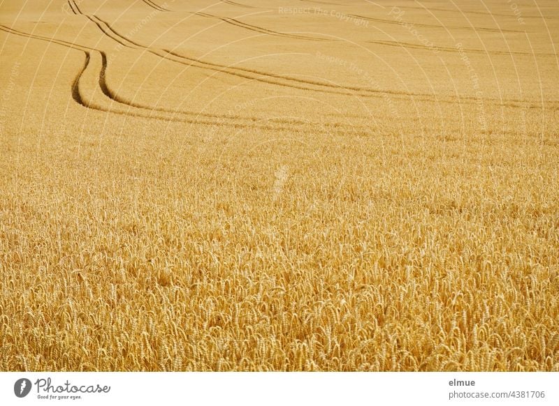 Weizenfeld mit ungeraden Leitspuren / Reifezeit / Brotgetreide Getreide Getreidefeld Acker schief Weizenschlag Ähren reif Ackerbau Feldbau Landwirtschaft Bauer