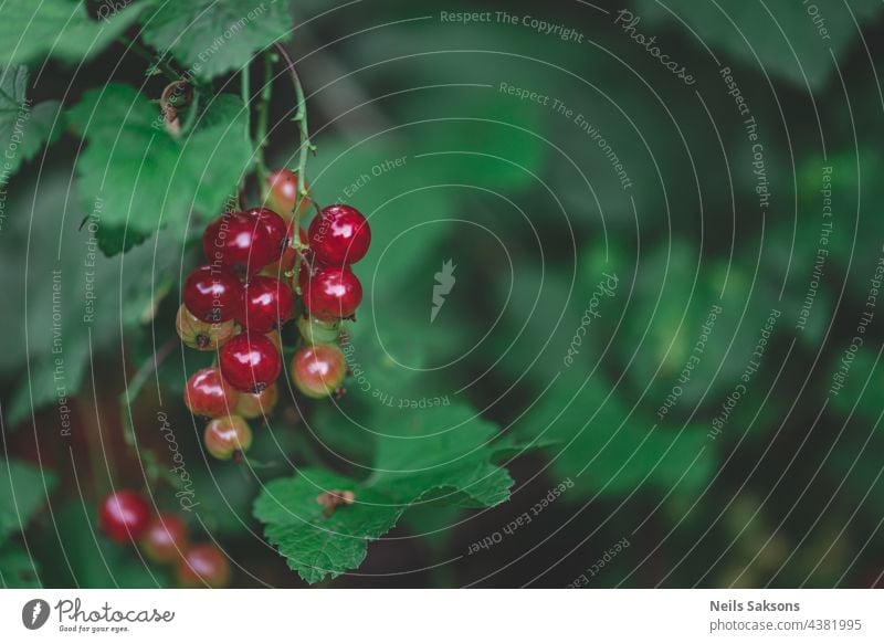 Rote Johannisbeere Nahaufnahme ein bewölkter Nachmittag, Kopie Raum dunkel saftige Farbe Version Ackerbau Hintergrund schön Beeren Ast Haufen Buchse Cluster