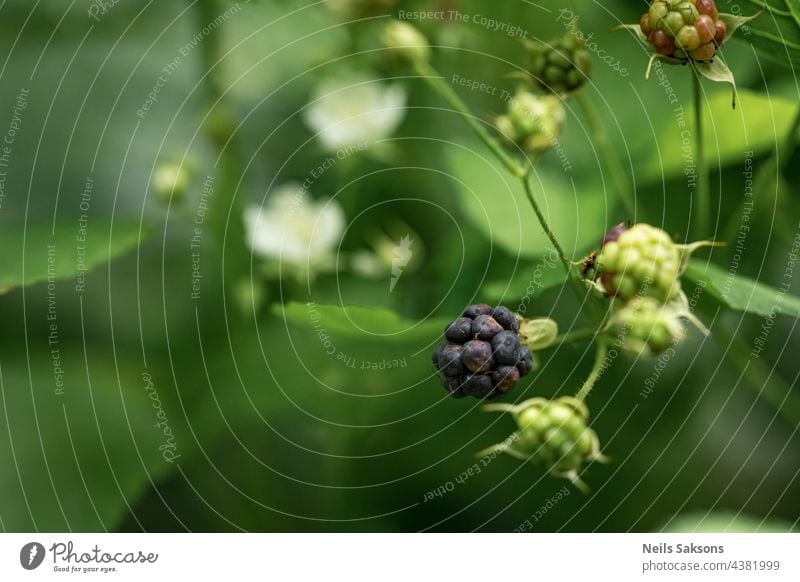 schwarze, essfertige und noch grüne Brombeeren im natürlichen Lebensraum. Waldbeeren gefunden im August Anfang. Grüner natürlicher unscharfer Hintergrund