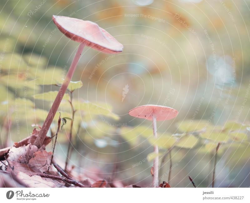 mushrooms connected Vegetarische Ernährung Glück Rauschmittel Natur Pflanze Herbst Wildpflanze Wald Netz Netzwerk Optimismus Sympathie Partnerschaft Spinnennetz