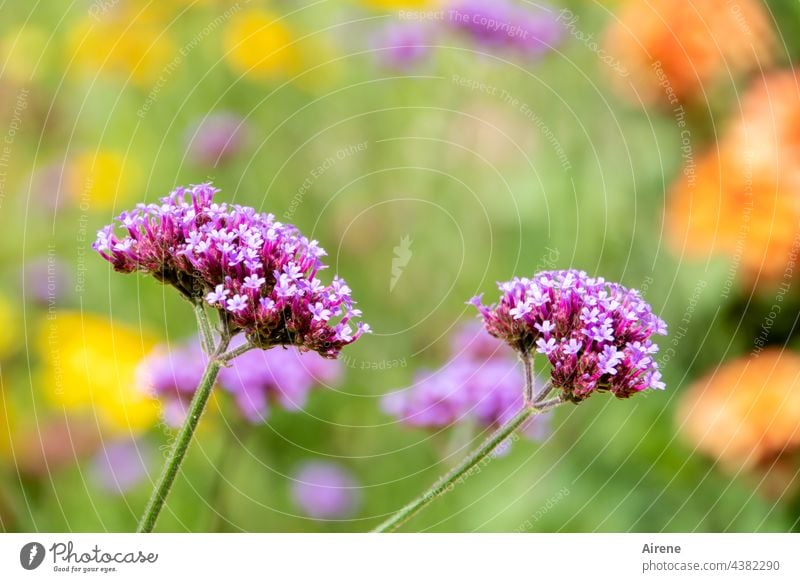 Sommerparkblüten - präsentieren sich leuchtend - nicht fragend, wie lang Verbenen Blüten Pflanze Blume Blühend Wiesenblume Wachstum Tag Natur Blumenwiese rosa