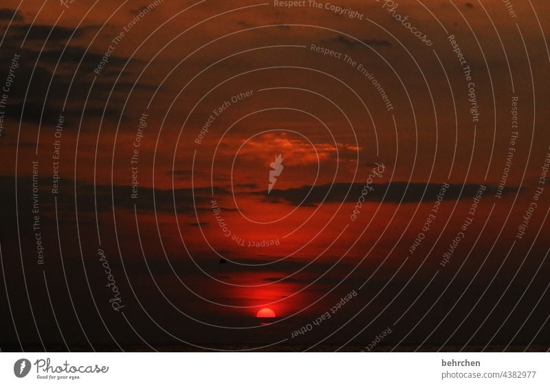 träumen Pazifik Wasser Licht Kontrast Ferien & Urlaub & Reisen Tourismus Ausflug Abenteuer Ferne Freiheit Landschaft Himmel Wolken Horizont Sommer Strand Meer