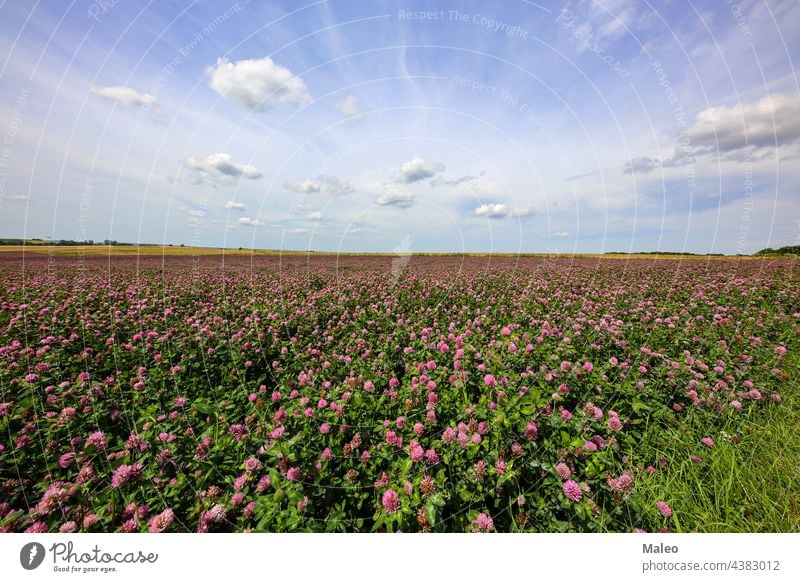 Sommerlandschaft mit einem Feld mit blühendem rosa Klee Blüte Blume grün Landschaft Wiese Natur Frühling schön Gras Blatt Pflanze ländlich Überstrahlung