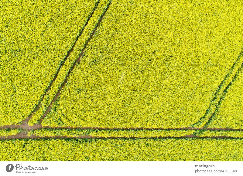 Rapsfeld von oben gelb Feld Pflanze Frühling Landwirtschaft Nutzpflanze Blüte Blühend Rapsblüte Außenaufnahme Rapsanbau Landschaft Umwelt Menschenleer Wachstum