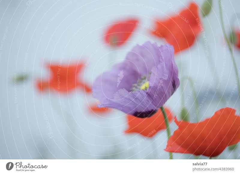 Mo(h)ntagsgruß Natur Mohn Blume Blüte Sommer Klatschmohn Mohnblüte Schlafmohn Mohnfeld Farbfoto roter mohn Menschenleer Außenaufnahme Duft