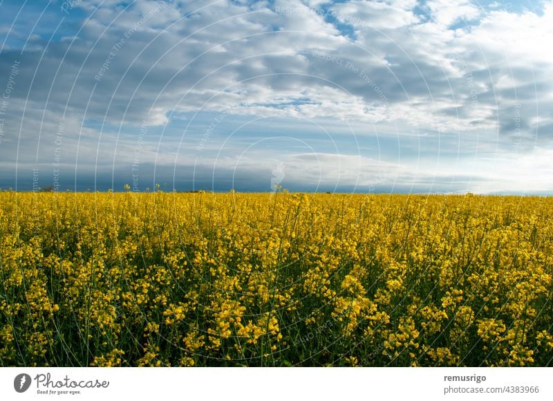 Blick auf ein Rapsfeld. Gelbe Blüten gegen den blauen Himmel. 2014 Ortisoara Rumänien landwirtschaftlich Ackerbau Hintergrund Blütezeit Überstrahlung Cloud