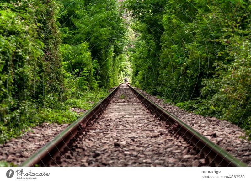 Ein natürlicher Liebestunnel, der durch Züge gebildet wird, die die Äste der Bäume abschneiden. Grünes Laub. Unerkennbare Menschen 2016 Rumänien Vadu Crisului