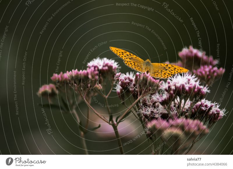 Lichtung im Wald Eupatorium cannabinum Wasserdost Blüte Kaisermantel Schmetterling Argynnis parphia Lepidoptera Waldlichtung Natur Pflanze Sommer Nahaufnahme