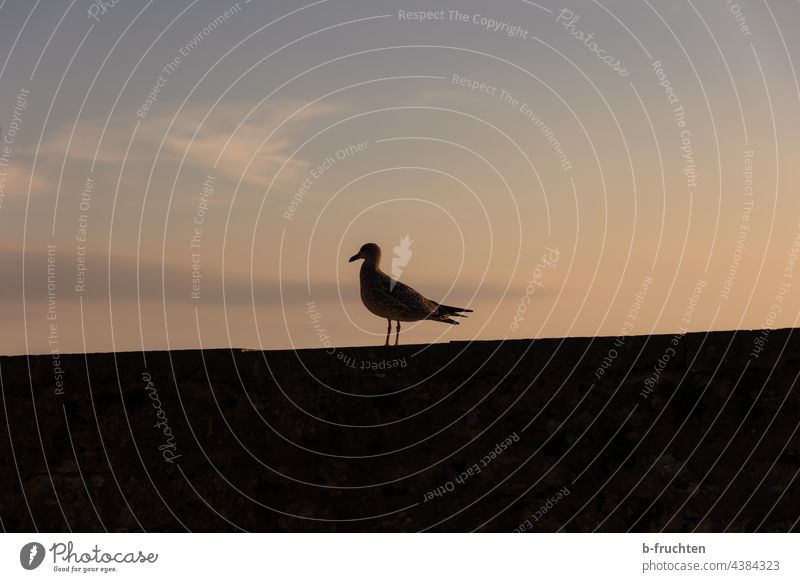 Möwe auf einer Mauer in der Abenddämmerung Silhouette Abendlicht einzeln Vogel Himmel Wolken Sonnenuntergang Meer Wasservögel schwarz Gegenlicht