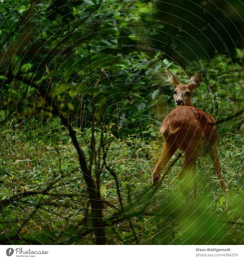 Weibliches Reh auf einer Waldlichtung im Morgengrauen Ricke Lichtung Natur Farbfoto Umwelt Außenaufnahme Menschenleer beobachten Tierporträt Wildtier Gras grün