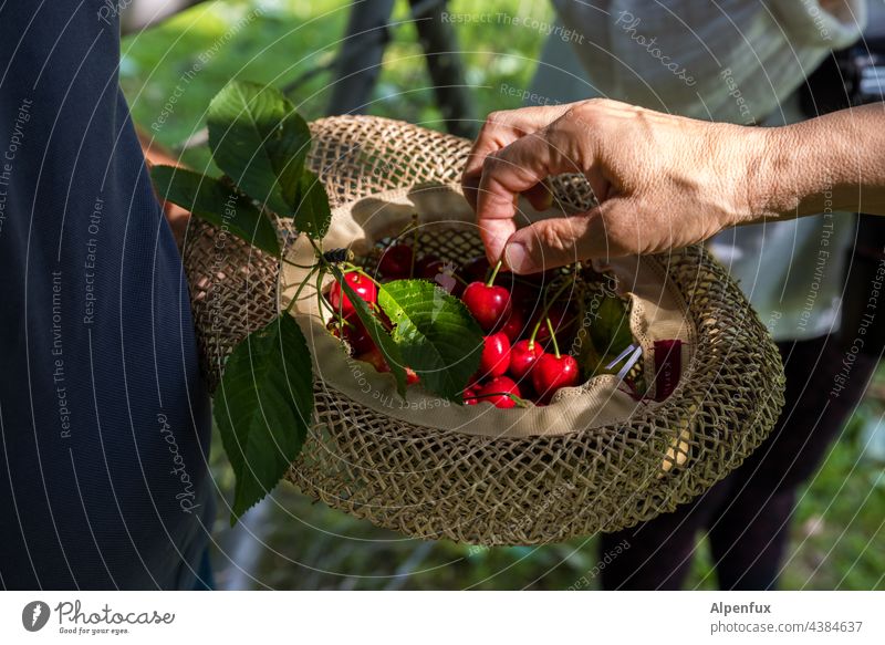 Parktour HH21 | Mit denen war gut Kirschen essen Sommer Frucht reif rot Ernte Lebensmittel frisch Gesundheit Außenaufnahme saftig Natur Garten lecker süß