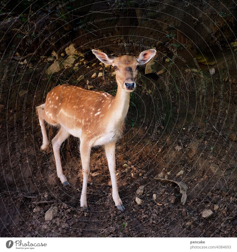 scheues reh im wald, galant hebt es seinen lauf, sprungbereit zur flucht. Reh Wald düster Hinterlauf Flucht Tier elegant Blick in die Kamera Tierportrait Haiku