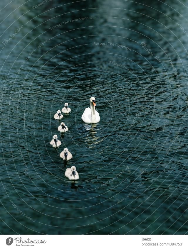 Schwan schwimmt mit Küken auf dunklem Wasser Höckerschwan Junge Tierjunge alleinerziehend Vogel Familie Außenaufnahme Tierfamilie Gruppe Eltern Zusammenhalt