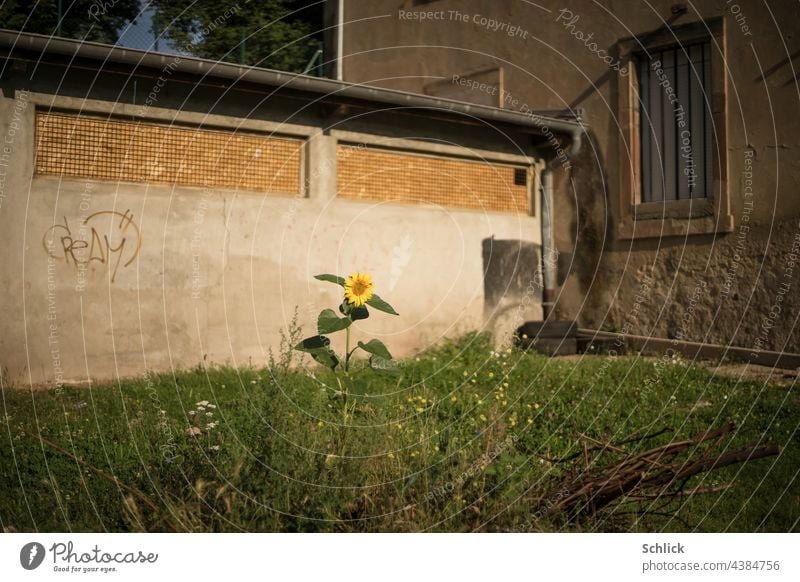 Hinterhofschönheit einzelne Sonnenblume in einem tristen Hinterhof Schönheit Kontrast Gegensatz geringe Tiefenschärfe selektiver Fokus Blume Sommer einfach