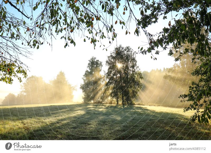 Sonnenaufgang  auf einer Wiese am Waldrand Sonnenstrahlen Licht Sonnenlicht Baum Sonntag Außenaufnahme Natur Farbfoto Landschaft Menschenleer Umwelt Gegenlicht