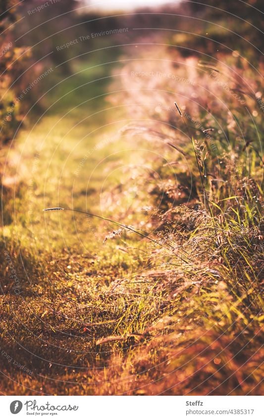 ein Sommerpfad Sommerhitze Sommergras Sommermüde Sommerfarben Hitze Klima Klimawandel Klimaerwärmung Trockenheit Klimakrise Dürre Sommerlicht Gräser Pfad Fußweg