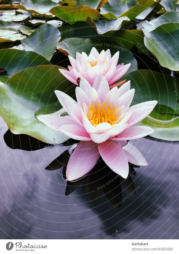 Seerose Seerosen Wasser Teich Pflanze Natur grün Blüte Farbfoto Blume Blatt Seerosenblatt Außenaufnahme Menschenleer Seerosenteich Wasserpflanze Tag Blühend