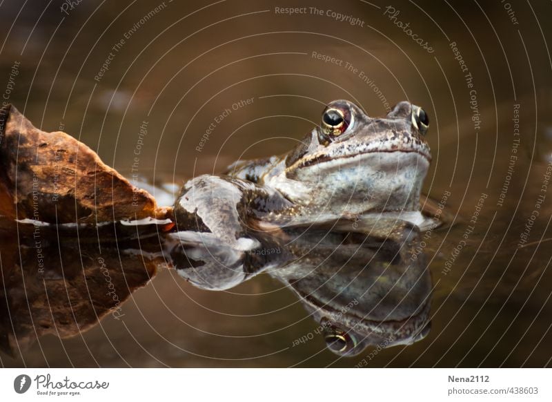 Herbstfarbig... Umwelt Natur Wasser Sommer Blatt Garten Park Wald Tier Frosch Erholung warten Sonnenbad braun Kröte Krötenwanderung Glätte nass Prinz