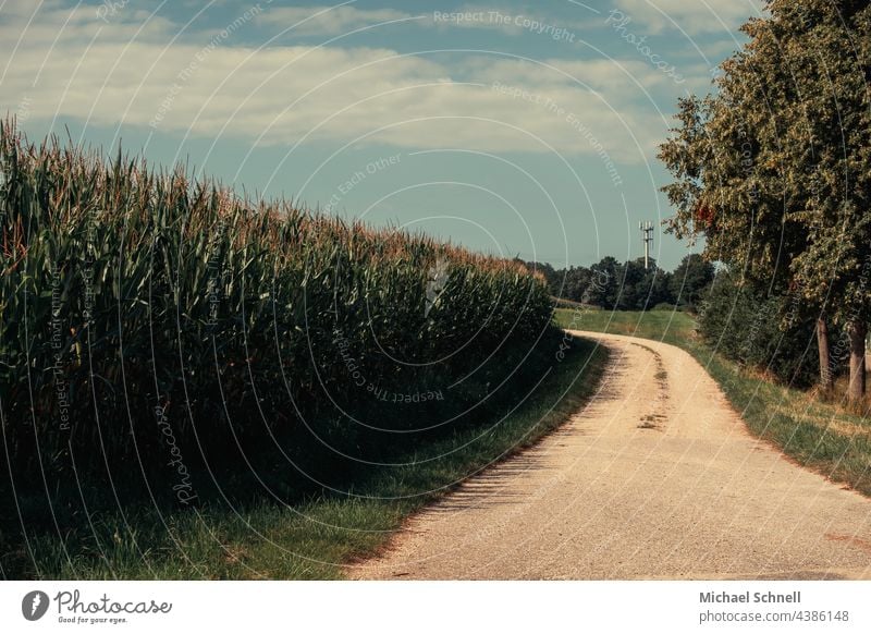 Weg an einem Maisfeld vorbei Feld Feldrand Sommer spazieren spazierengehen Spaziergang Spaziergang in der Natur Ruhe entspannend entspannung entspannt