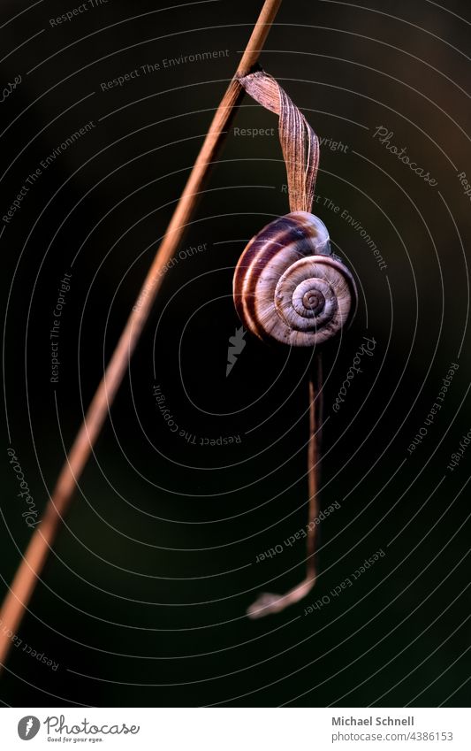 Bänderschneck an einem welken Blatt schnecken Schneckenhaus gekringelt Bänderschnecke groß und klein Tier Makroaufnahme schleimig langsam hängen hängend