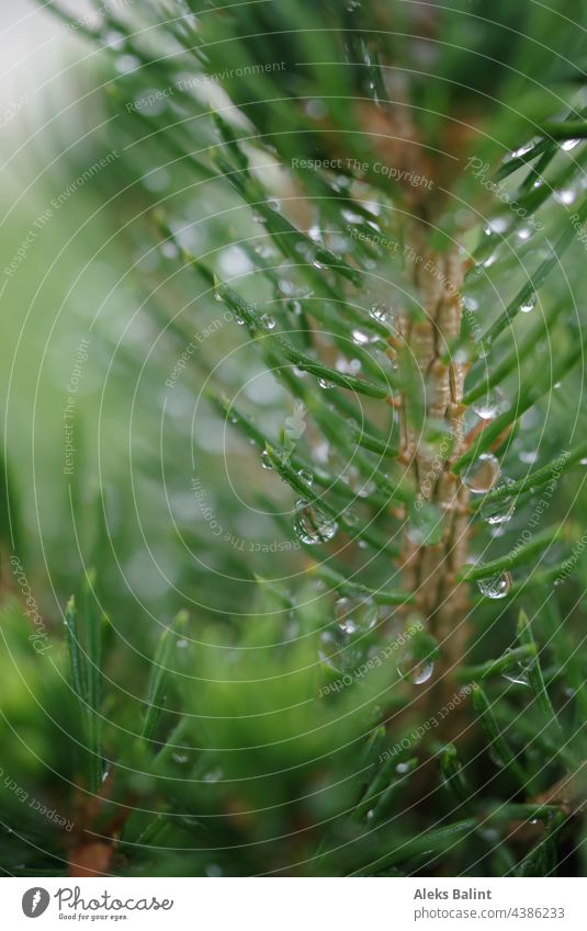 Nadelbaum Ast mit Regentropfen Grün Grünpflanze Natur Pflanze Außenaufnahme nass Tropfen Makroaufnahme Nahaufnahme Detailaufnahme Farbfoto