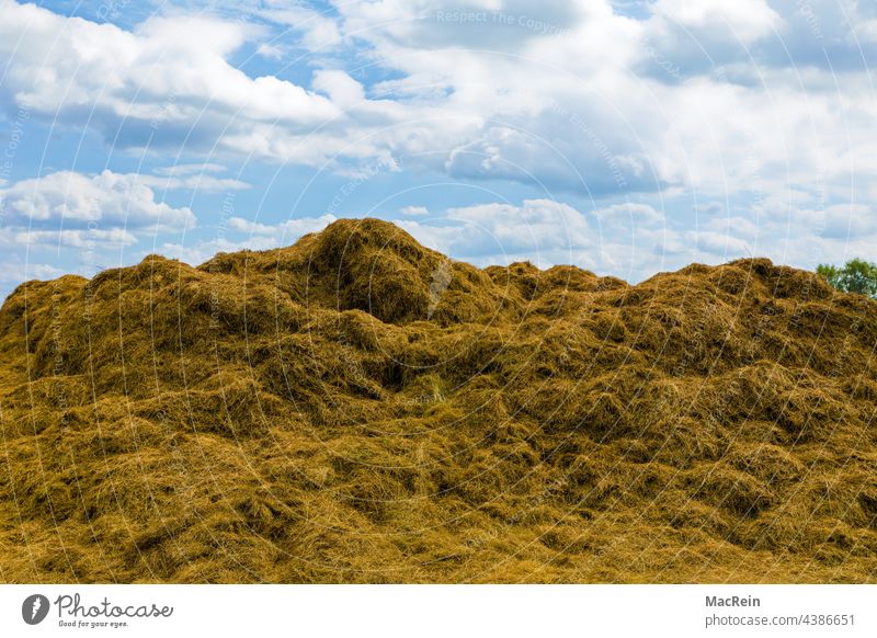 Heuhaufen auf einem Feld, Niedersachsen, Deutschland Acker Am Tag Aussenaufnahme Bauernhof Himmel Natur Landwirtschaft Landwirtschaftliches Produkt Sommer