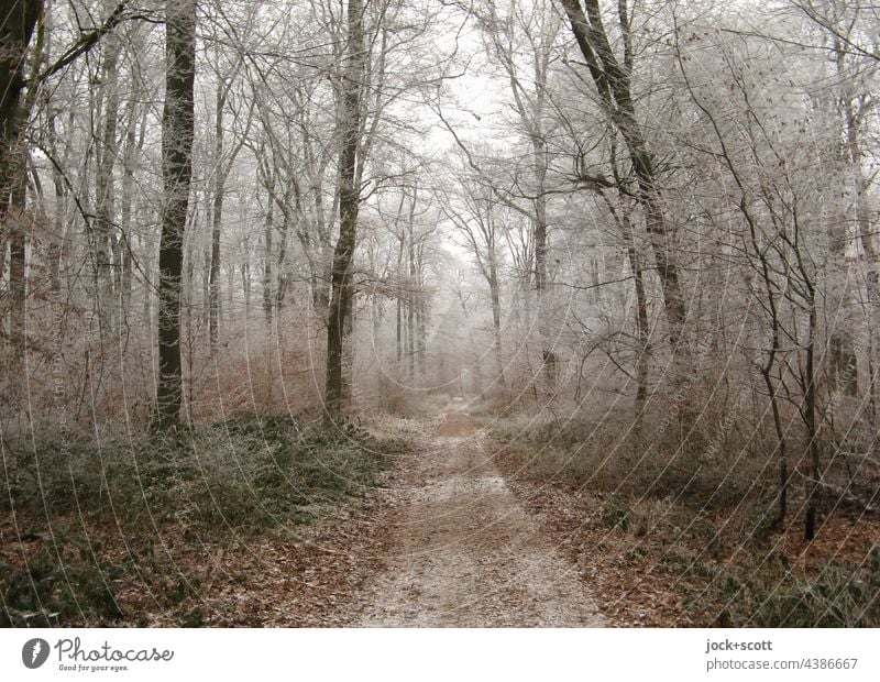 Waldweg im frostigen Winter Natur Frost natürlich ruhig kalt authentisch Inspiration Idylle Klima Bäume Wege & Pfade diesig Winterstimmung Eis Jahreszeiten