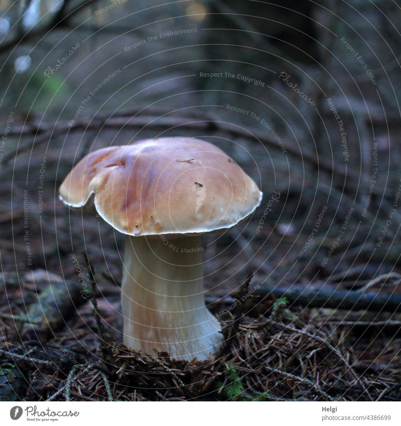 ein dicker Steinpilz wächst am Waldboden Pilz wachsen Herbst Pilzsuche Außenaufnahme Natur natürlich Schwache Tiefenschärfe lecker Edelpilz Dickröhrling Boletus