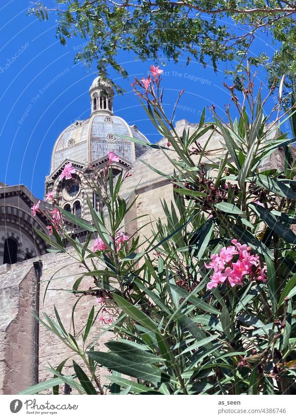 Cathédrale de la Major, Marseille Kathedrale Kirche Bauwerk Gebäude Christlich katholisch Frankreich Cote d'Azur Außenaufnahme Farbfoto Tourismus