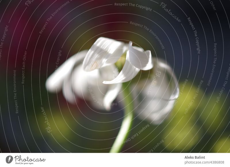 Margerite in Wind und Sonne Sonnenlicht Bunt farbenfroh Farbfoto mehrfarbig Außenaufnahme bunt gemischt Natur