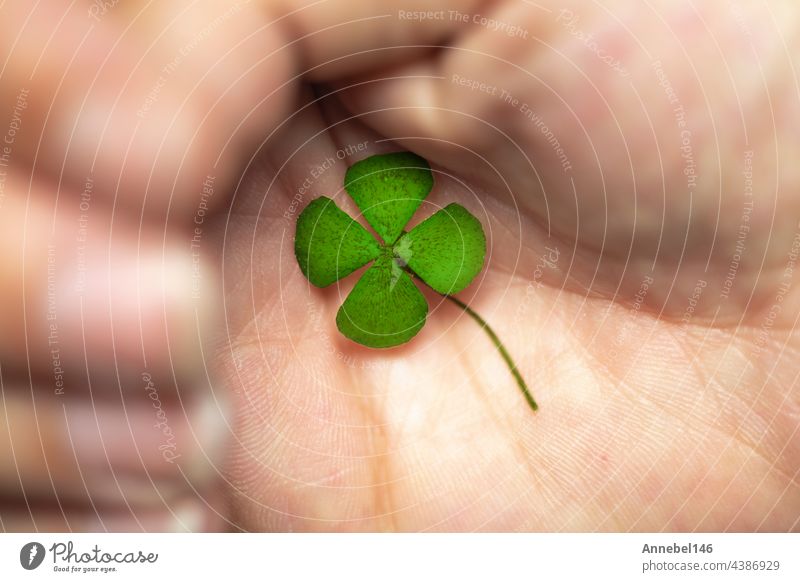 Isolierte Hand mit grünem vierblättrigem Kleeblatt, Zeichen des Glücks, Zeichen des großen Reichtums. Pflanze Blatt glücklich Symbol Tag Natur natürlich